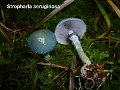 Stropharia aeruginosa-amf1799